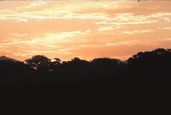 5.gif
